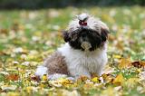 SHIH TZU 110